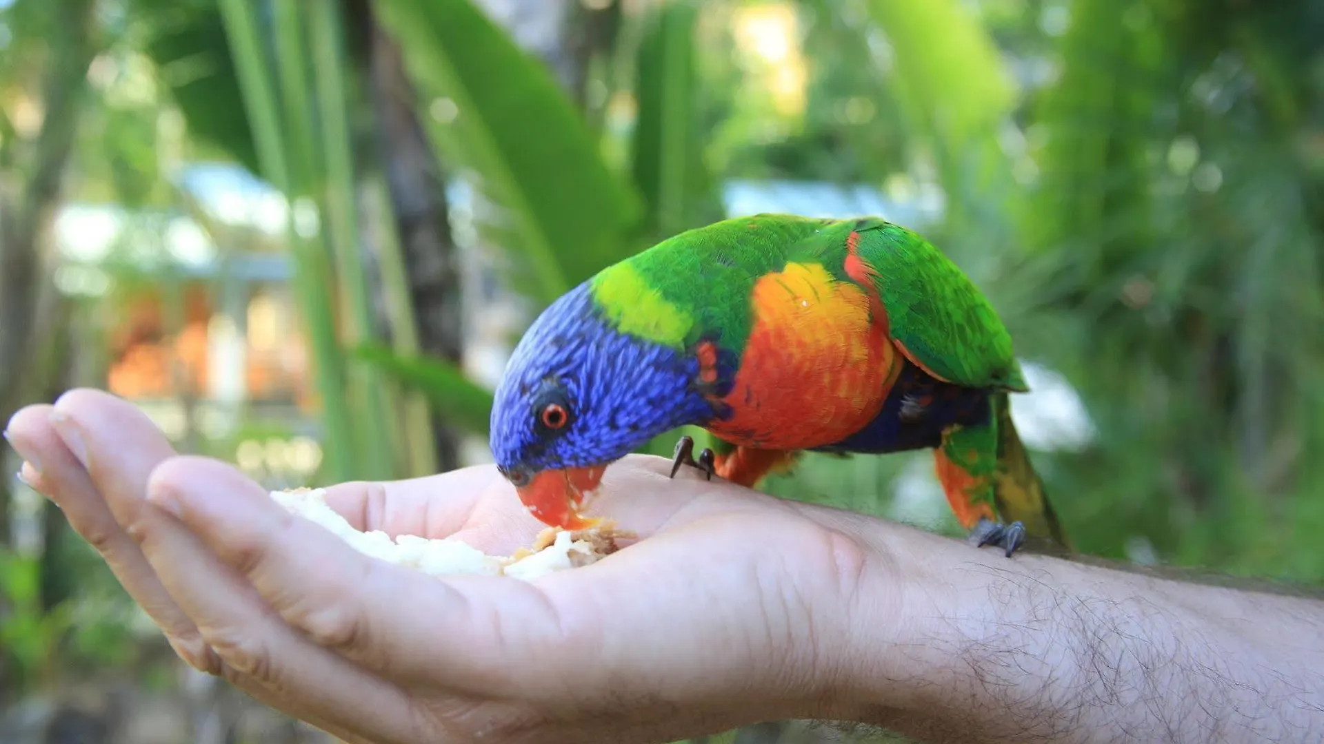 Tasman Holiday Parks - Airlie Beach